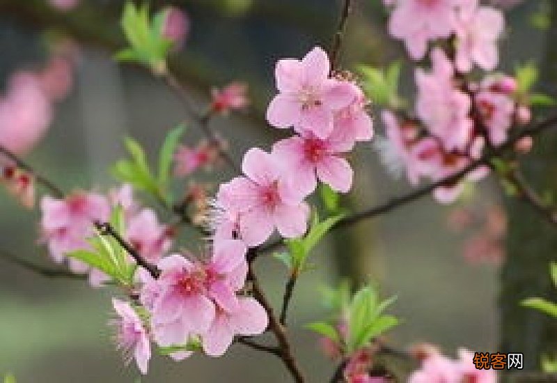 桃花的外形特征是什么简单描写