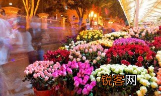 我国的国花是什么花 国花的简介