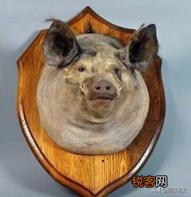 英国帝国战争博物馆里为何珍藏着一只猪头？