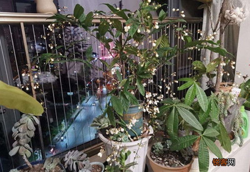 植物垂丝茉莉怎么养