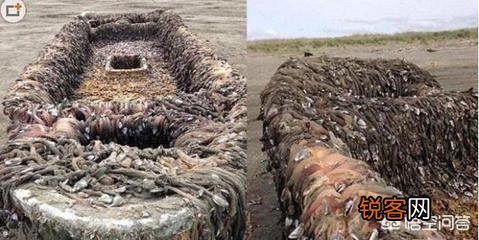 日本海岸出现大量载有尸体的幽灵船,这是怎么回事？
