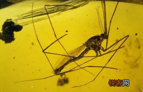 琥珀里的昆虫万年不腐,古人为何不用琥珀来给尸体做防腐？