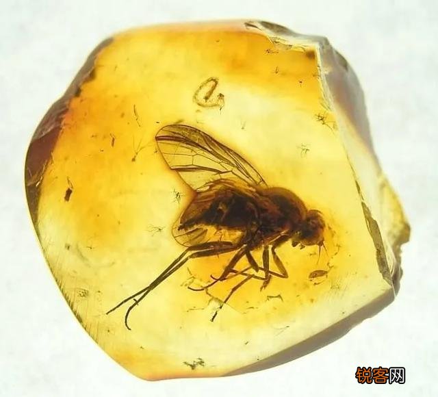 琥珀里的昆虫万年不腐,古人为何不用琥珀来给尸体做防腐？