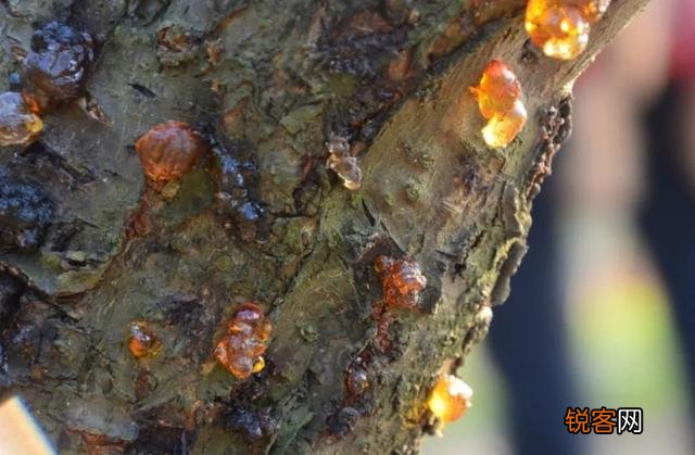 琥珀里的昆虫万年不腐,古人为何不用琥珀来给尸体做防腐？