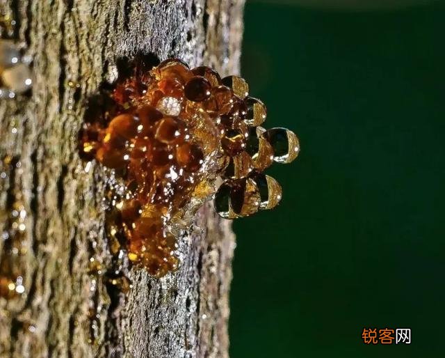 琥珀里的昆虫万年不腐,古人为何不用琥珀来给尸体做防腐？