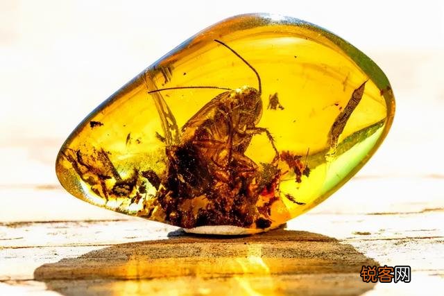 琥珀里的昆虫万年不腐,古人为何不用琥珀来给尸体做防腐？