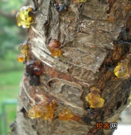 琥珀里的昆虫万年不腐,古人为何不用琥珀来给尸体做防腐？