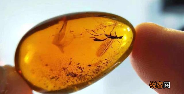 琥珀里的昆虫万年不腐,古人为何不用琥珀来给尸体做防腐？