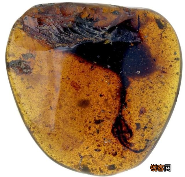 琥珀里的昆虫万年不腐,古人为何不用琥珀来给尸体做防腐？