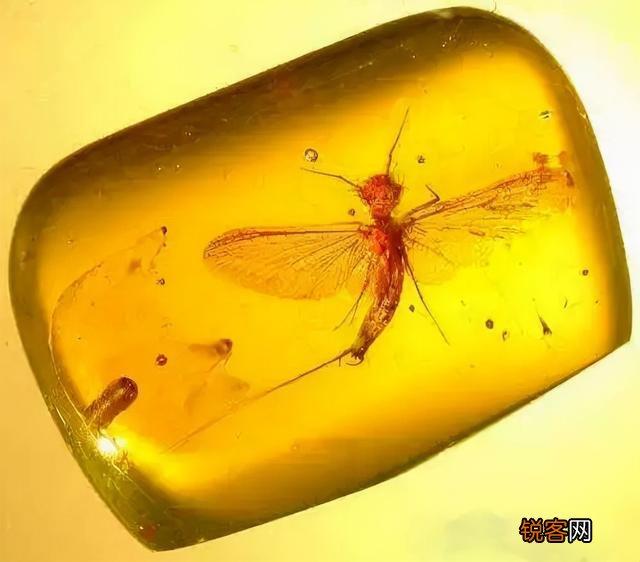 琥珀里的昆虫万年不腐,古人为何不用琥珀来给尸体做防腐？