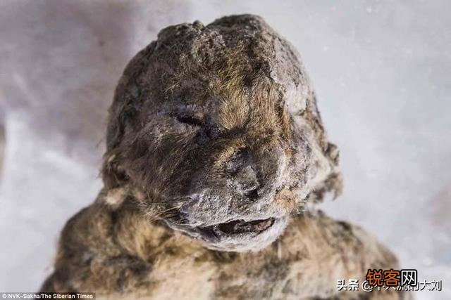 西伯利亚永冻层出土1.8万年前动物木乃伊,血液还在流动,是什么品种？为什么？