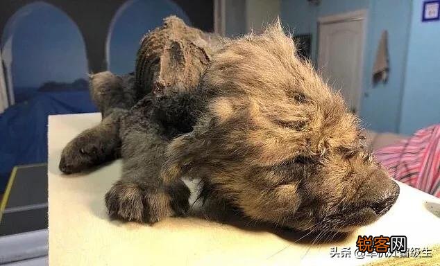 西伯利亚永冻层出土1.8万年前动物木乃伊,血液还在流动,是什么品种？为什么？