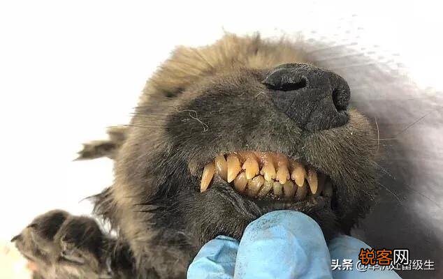 西伯利亚永冻层出土1.8万年前动物木乃伊,血液还在流动,是什么品种？为什么？