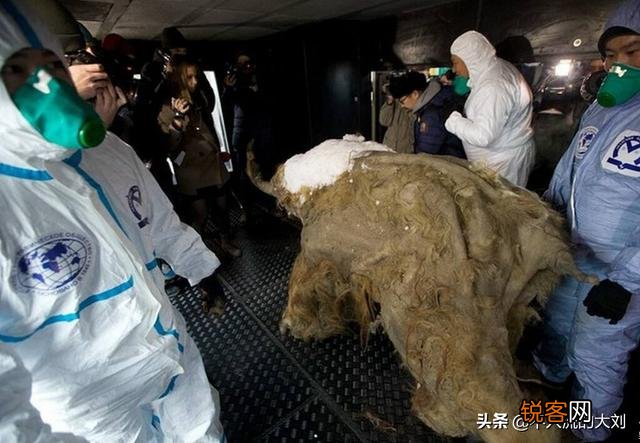 西伯利亚永冻层出土1.8万年前动物木乃伊,血液还在流动,是什么品种？为什么？