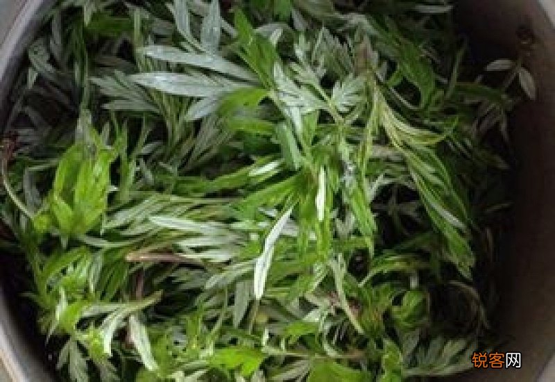 新鲜的艾叶能吃吗