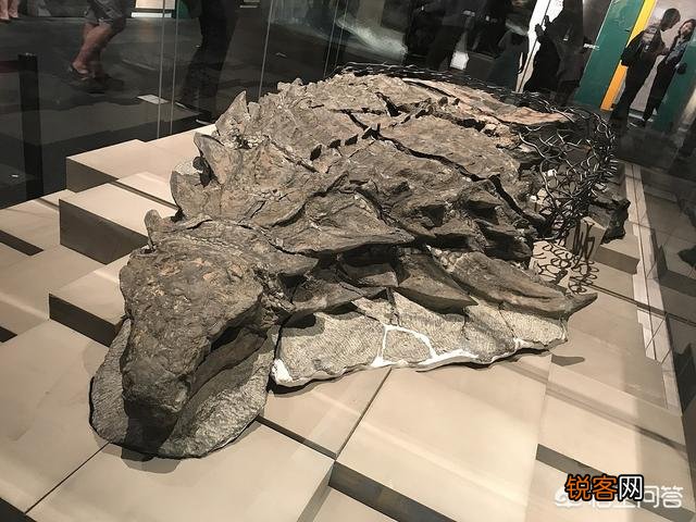 恐龙木乃伊是及其罕见的恐龙化石,它是怎么形成的呢？