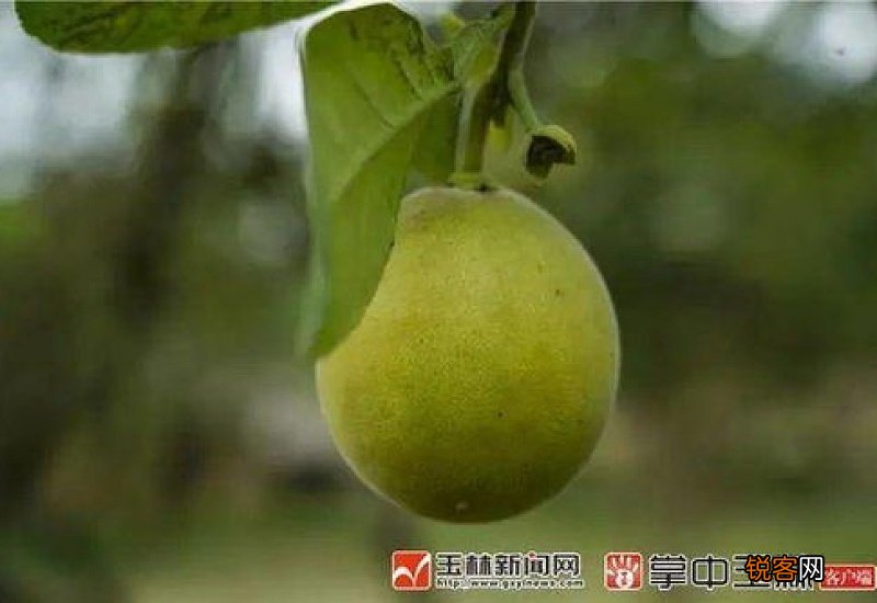 橘红是什么水果