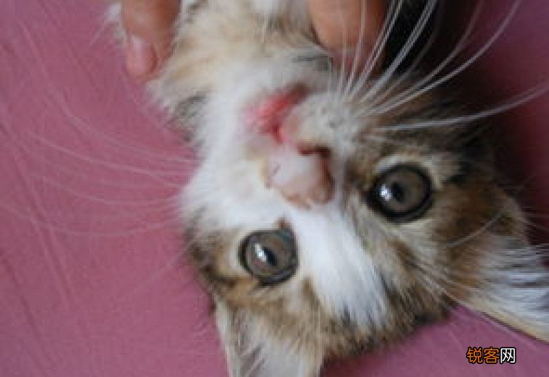 猫鼻子上面的毛变黑了还湿