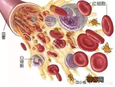 人死后身体里的血液都到哪里去了？
