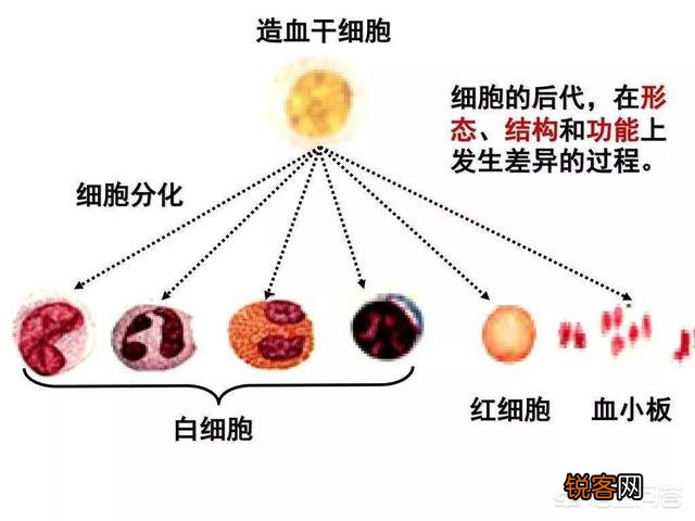人死后身体里的血液都到哪里去了？