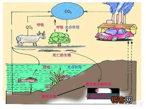 人死后身体里的血液都到哪里去了？