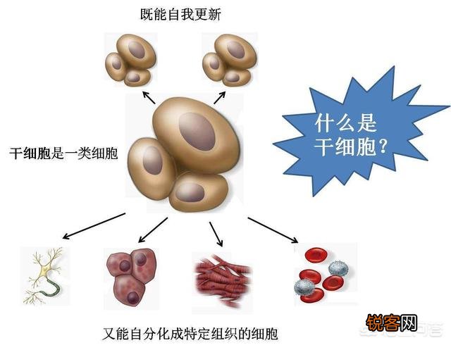 人死后身体里的血液都到哪里去了？