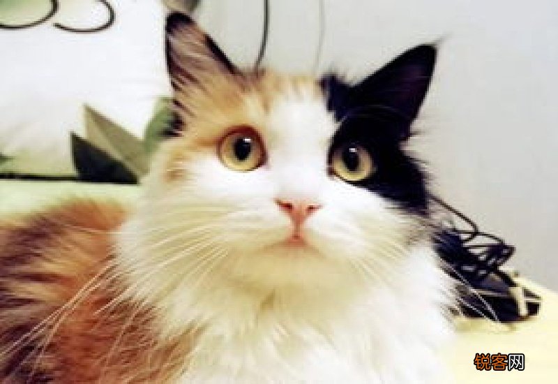 猫皮肤结痂硬块不掉毛