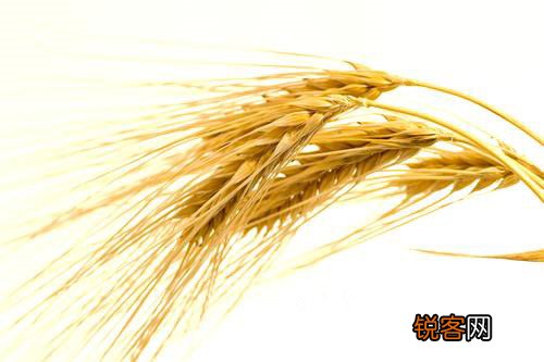使用全谷物食品防肠癌