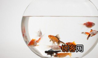 金鱼的尾巴像什么一年级比喻句 关于金鱼尾巴的比喻句