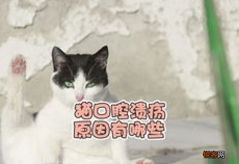 猫咪口腔溃疡什么样