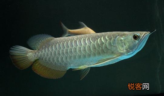 高背金龙鱼怎么养？高背金龙鱼的特点