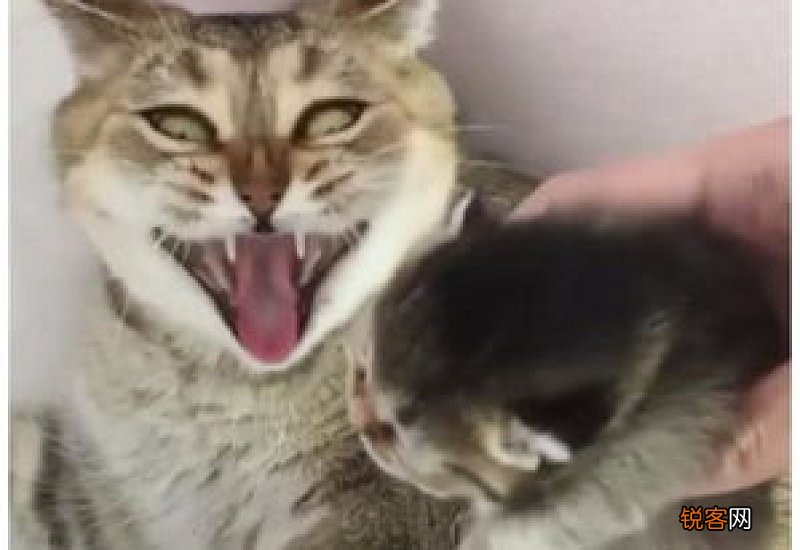 猫咪叫的撕心裂肺的什么情况