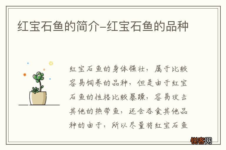 红宝石鱼的简介-红宝石鱼的品种