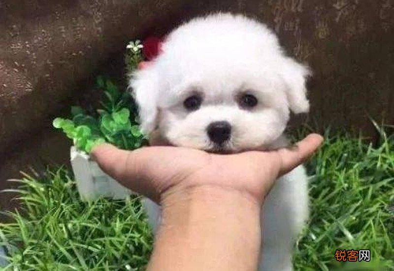 比熊嗓子老是卡卡