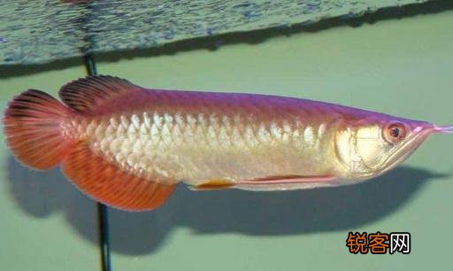 红尾金龙鱼怎么养？红尾金龙鱼的价格