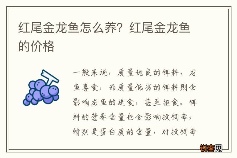 红尾金龙鱼怎么养？红尾金龙鱼的价格