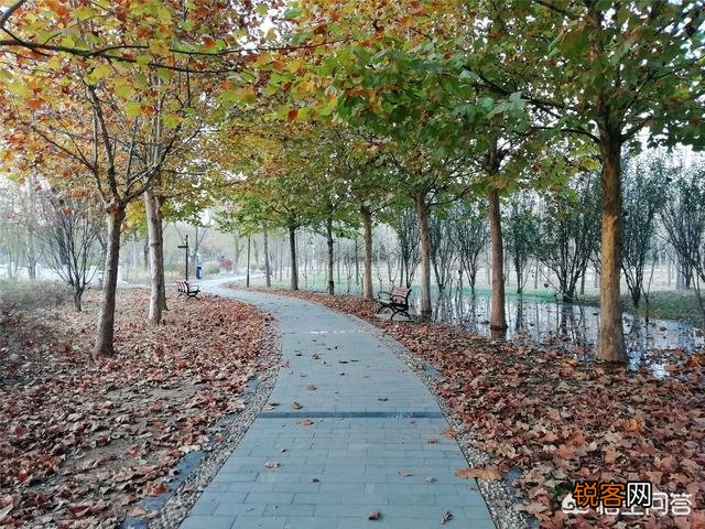 天津武清森林公园好玩吗？