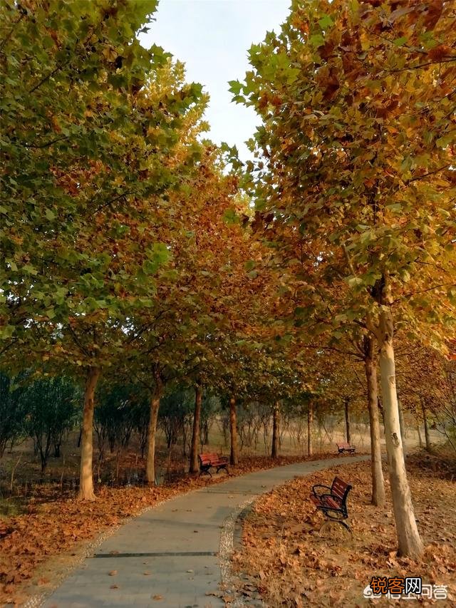 天津武清森林公园好玩吗？