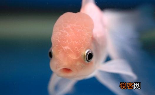 火鹤鱼怎么养？火鹤鱼的体型特征