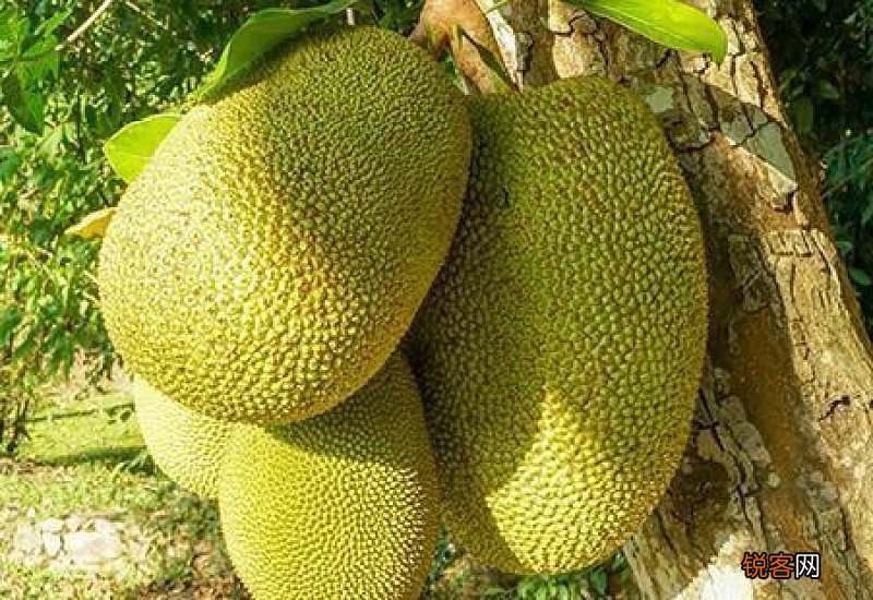 菠萝蜜功效与禁忌症