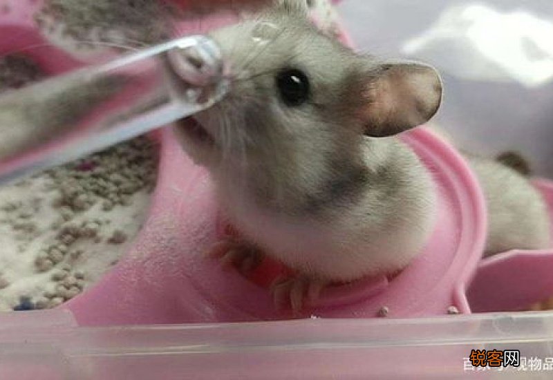 仓鼠喝水怎么喝