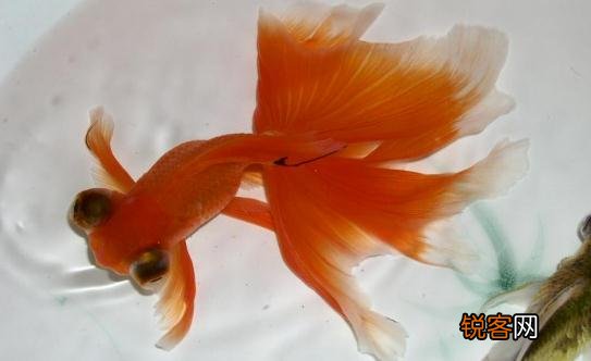 龙睛金鱼的挑选标准-龙睛金鱼的简介