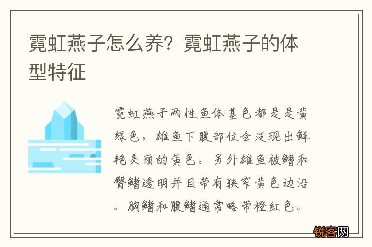霓虹燕子怎么养？霓虹燕子的体型特征