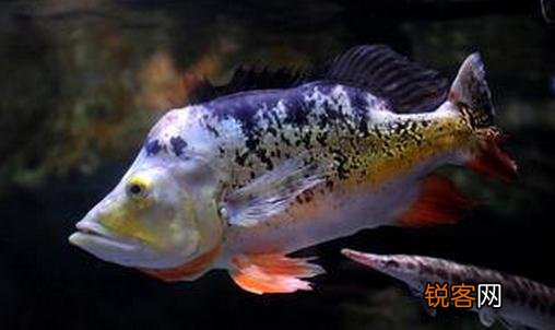 射水鱼吃小鱼吗 射水鱼的简介-射水鱼吃什么？