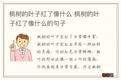 枫树的叶子红了像什么 枫树的叶子红了像什么的句子