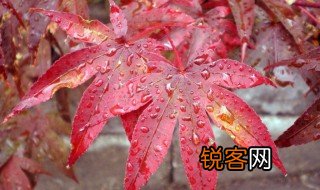 枫树的叶子红了像什么 枫树的叶子红了像什么的句子