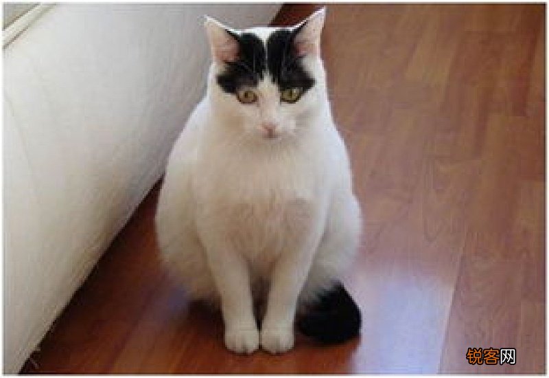 猫指甲化脓怎么办