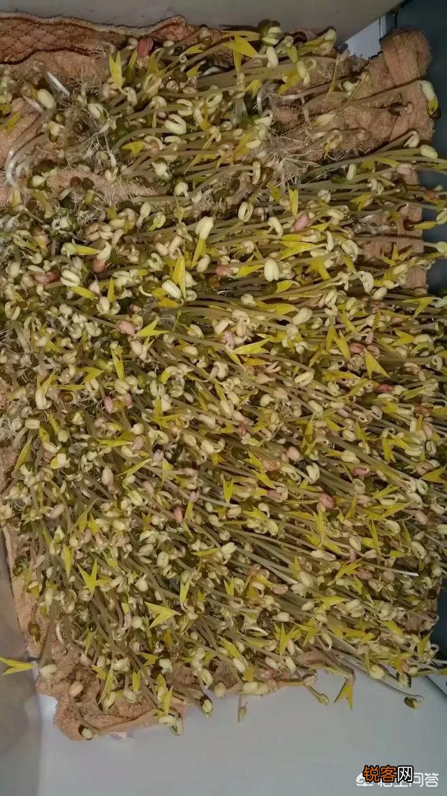 豆芽怎么能生长出来？