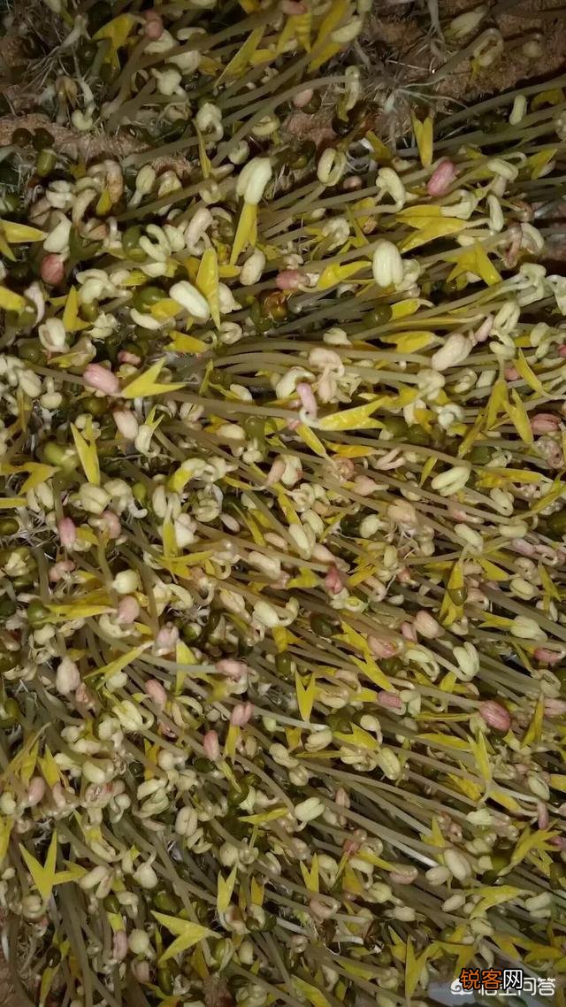 豆芽怎么能生长出来？