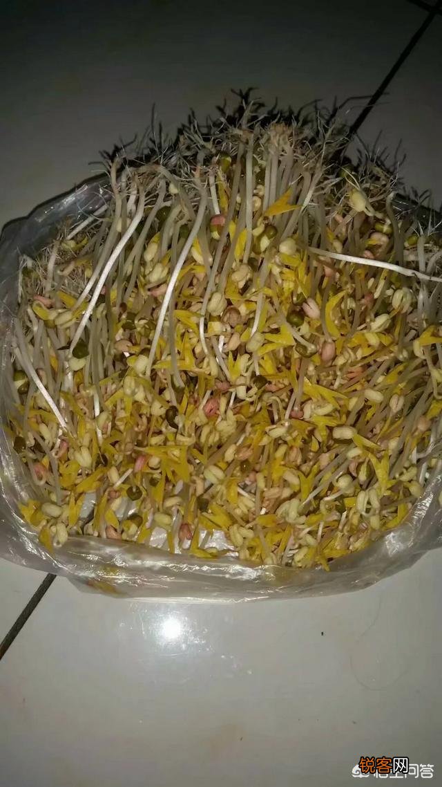豆芽怎么能生长出来？